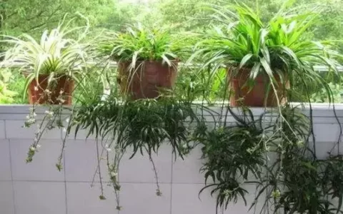 十大净化空气植物有哪些（十大净化空气植物排名）